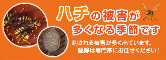 ハチの被害が多くなる季節です｜蜂に刺される被害が多く出ています。駆除は専門家にお任せください！
